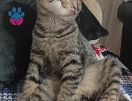 British Shorthair 1 Yaşında Eş Arıyor