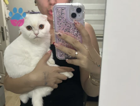 Scottish Fold 1 Yaşında Dişi Kızgınlıkta