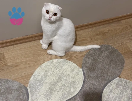 Scottish Fold 1 Yaşında Dişi Kızgınlıkta