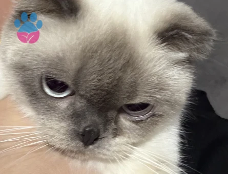 Scottish Fold Bluepoint Kedime Eş Arıyorum