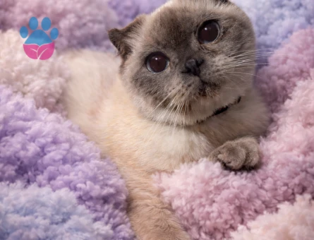 Scottish Fold Bluepoint Kedime Eş Arıyorum