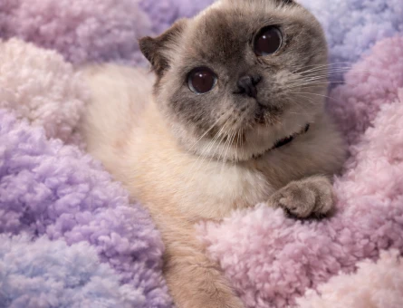 Scottish Fold Bluepoint Kedime Eş Arıyorum - 118982478