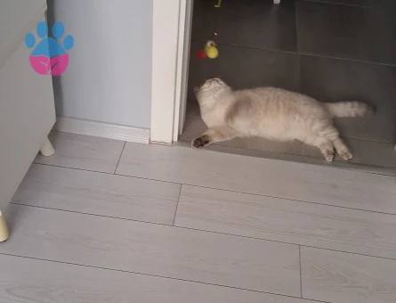 British Shorthair 1 Yaşında Kedim Eş Arıyor