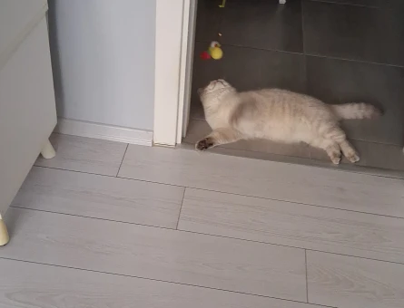 British Shorthair 1 Yaşında Kedim Eş Arıyor - 118982479
