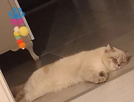 British Shorthair 1 Yaşında Kedim Eş Arıyor