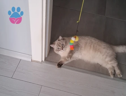 British Shorthair 1 Yaşında Kedim Eş Arıyor