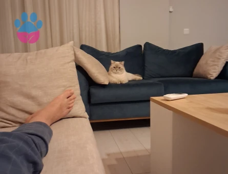 British Shorthair 1 Yaşında Kedim Eş Arıyor