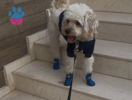 Oğluma eş arıyorum 18 aylık maltipoo