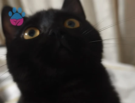 Biricik kızıma helal süt emmiş yakışıklı damat arıyoruz