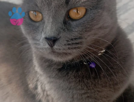 British Shorthair Kızıma Eş Arıyorum