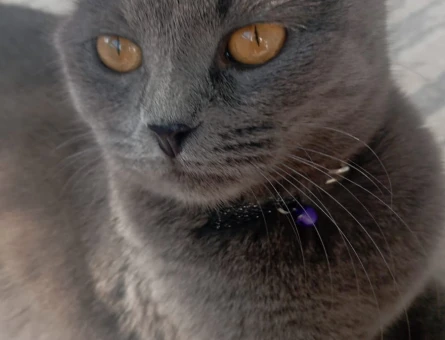 British Shorthair Kızıma Eş Arıyorum - 118982486