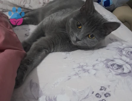 British Shorthair Kızıma Eş Arıyorum