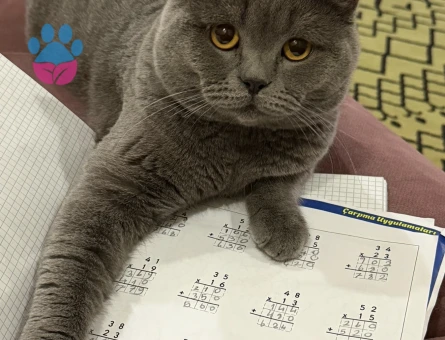 British Shorthair 1,5 Yaşında Eş Arıyor