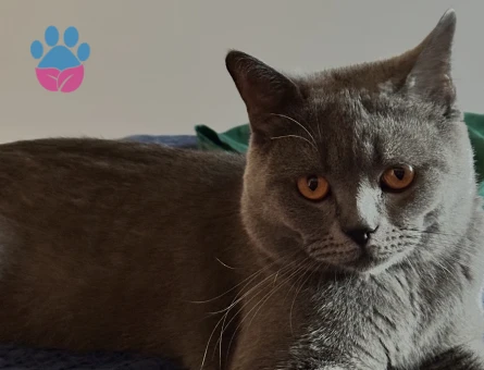 British Shorthair 1,5 Yaşında Eş Arıyor