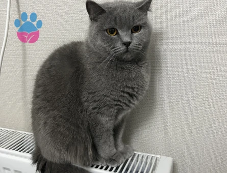 1,5 yaşındaki aşıları tam kedimize eş arıyoruz