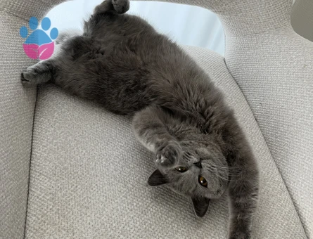 1,5 yaşındaki aşıları tam kedimize eş arıyoruz