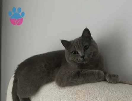 1,5 yaşındaki aşıları tam kedimize eş arıyoruz