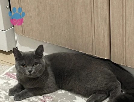 Dişi kedim için eş arıyorum