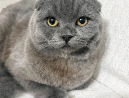 Scottish Fold 8 Aylık Dişi - 118982496