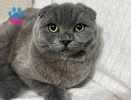 Scottish Fold 8 Aylık Dişi