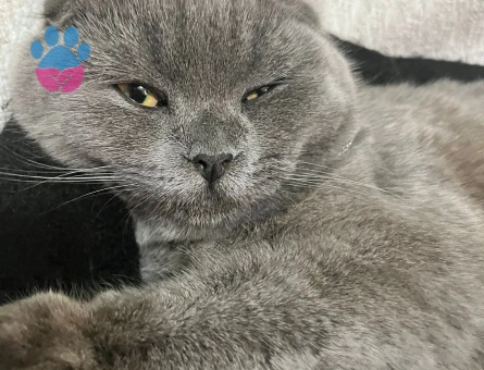 Scottish Fold 8 Aylık Dişi