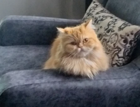 Exotic Shorthair 1 Yaşında Kedim Eş Arıyor - 118964076