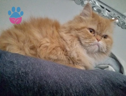 Exotic Shorthair 1 Yaşında Kedim Eş Arıyor