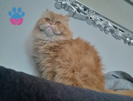 Exotic Shorthair 1 Yaşında Kedim Eş Arıyor