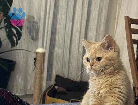 8 Aylık Erkek British Shorthair Kedim Eş Arıyor