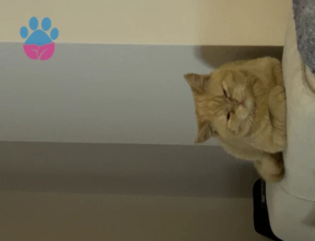 8 Aylık Erkek British Shorthair Kedim Eş Arıyor