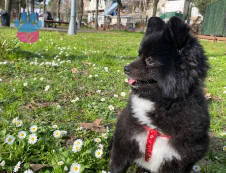 Pomeranian Oğlumuza Evde Birbirleriyle Anlaşacak Eş Aranıyor