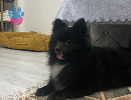 Pomeranian Oğlumuza Evde Birbirleriyle Anlaşacak Eş Aranıyor