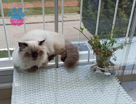 Himalayan Dişi Kedime Eş Arıyorum 2 Yaşında