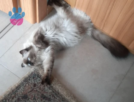 Himalayan Dişi Kedime Eş Arıyorum 2 Yaşında