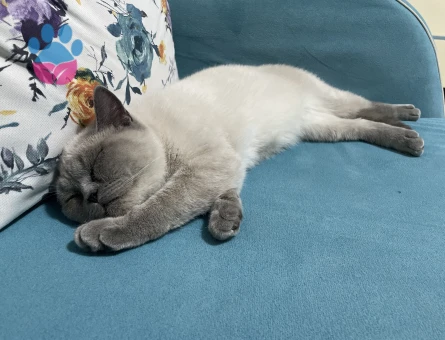 British Shorthair Asil İçin Prenses Arıyoruz