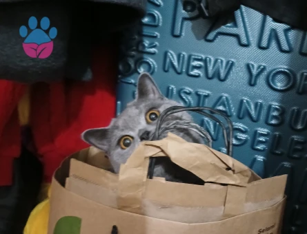 Kızıma Eş Arıyorum