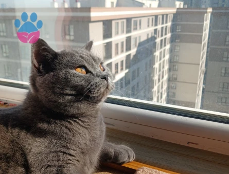 Kızıma Eş Arıyorum