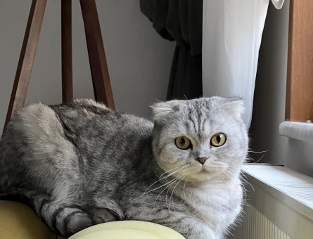 Scottish Fold kızımıza eş arıyoruz - 118975779