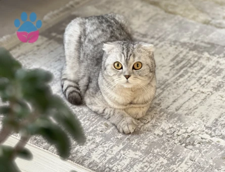 Scottish Fold kızımıza eş arıyoruz