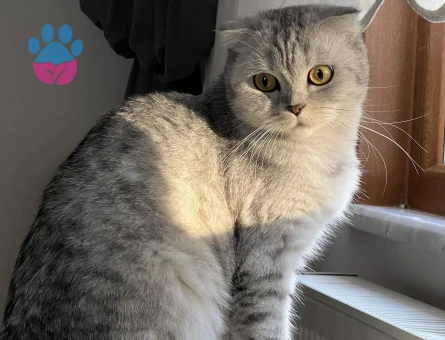 Scottish Fold kızımıza eş arıyoruz