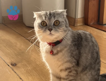 Scottish Fold kızımıza eş arıyoruz
