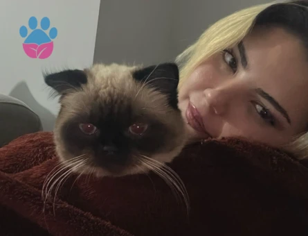 Kızgınlıkta dişi kedi