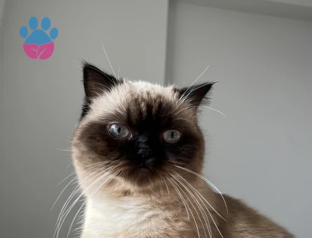 Kızgınlıkta dişi kedi