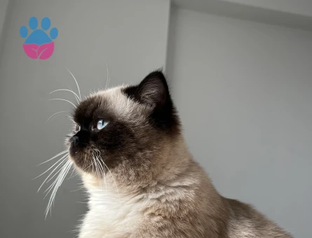 Kızgınlıkta dişi kedi