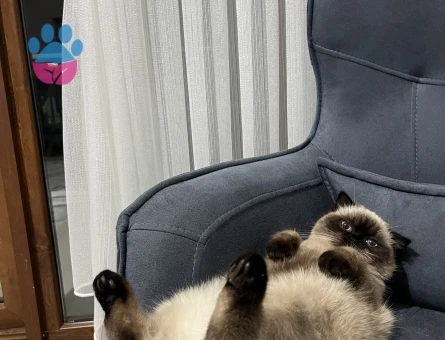 Kızgınlıkta dişi kedi