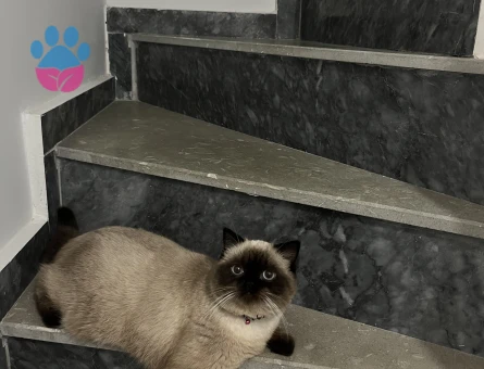 Kızgınlıkta dişi kedi