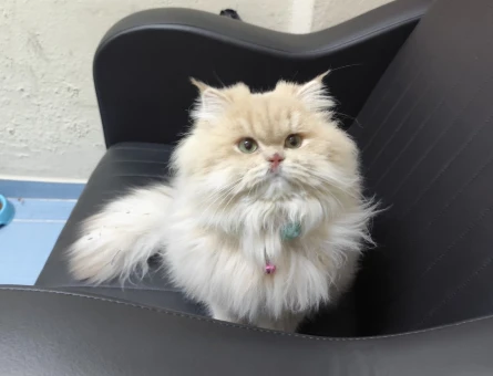 British longhair  erkek - 118975781