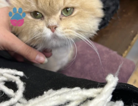 British longhair  erkek