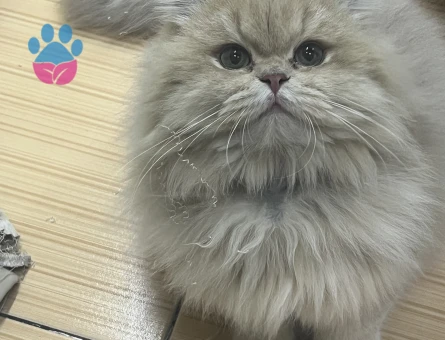 British longhair  erkek