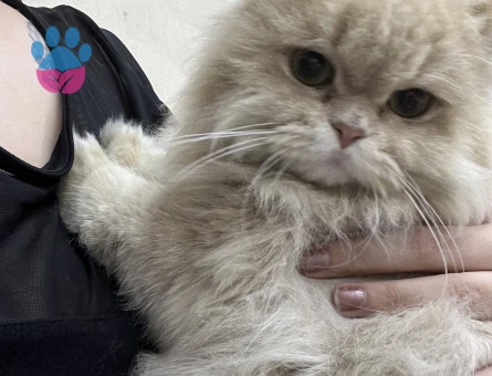 British longhair  erkek